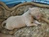 Molly pup 092611-13